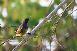 Splendid Sunbird