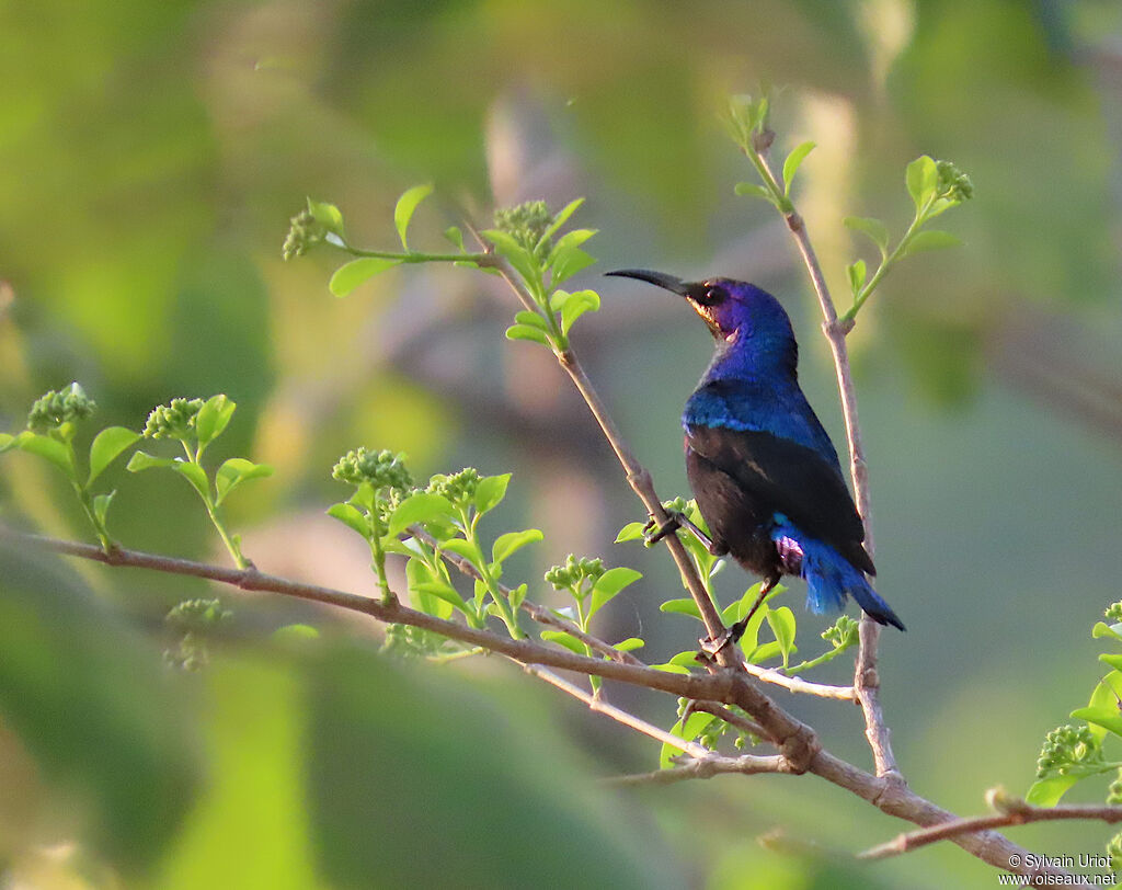 Splendid Sunbird male adult
