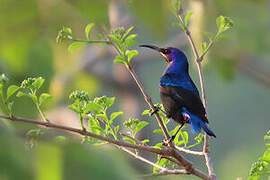 Splendid Sunbird
