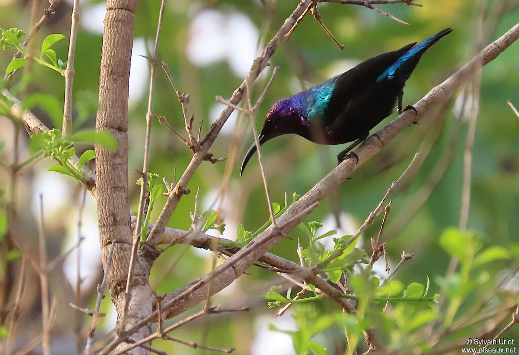 Splendid Sunbird male adult