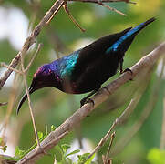 Splendid Sunbird