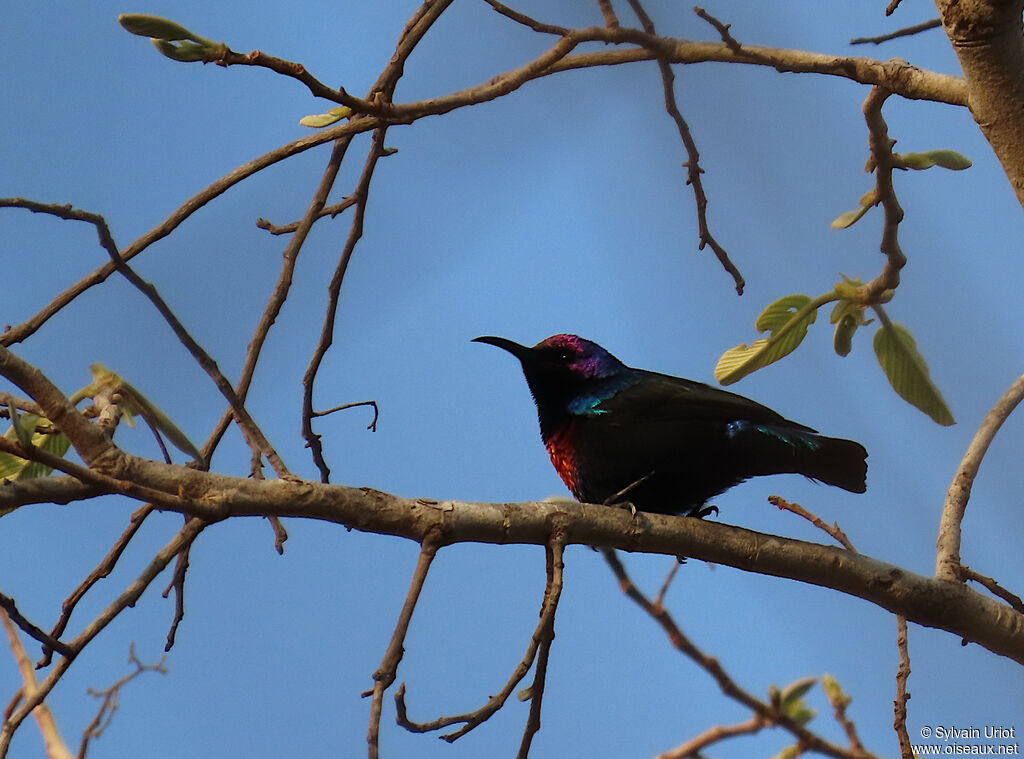 Splendid Sunbird male adult