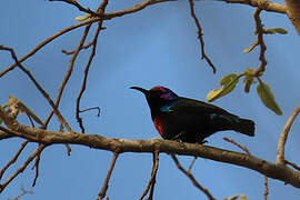 Splendid Sunbird
