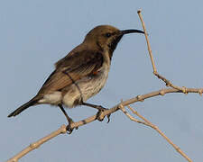 Dusky Sunbird