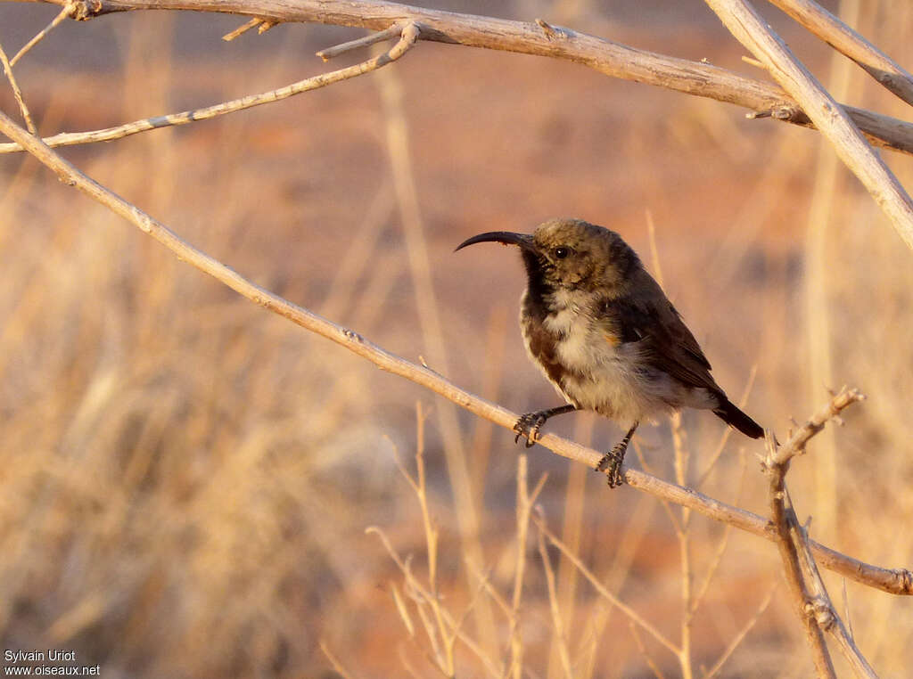 Dusky Sunbird male adult transition, Behaviour