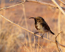 Dusky Sunbird