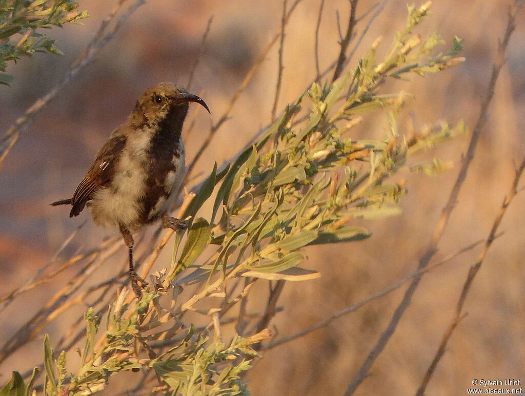 Dusky Sunbird male adult