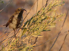 Dusky Sunbird