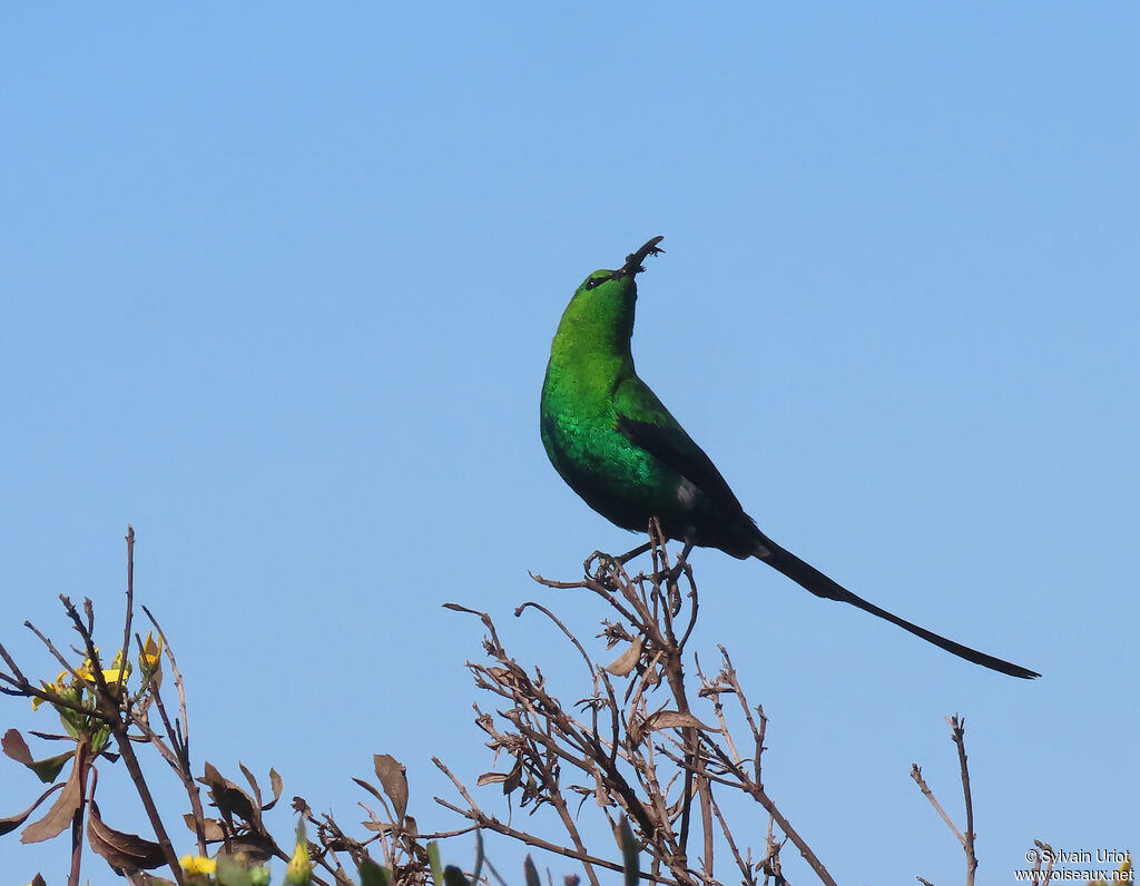 Souimanga malachite mâle adulte