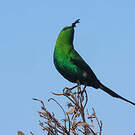 Souimanga malachite