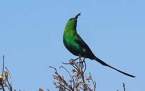 Malachite Sunbird