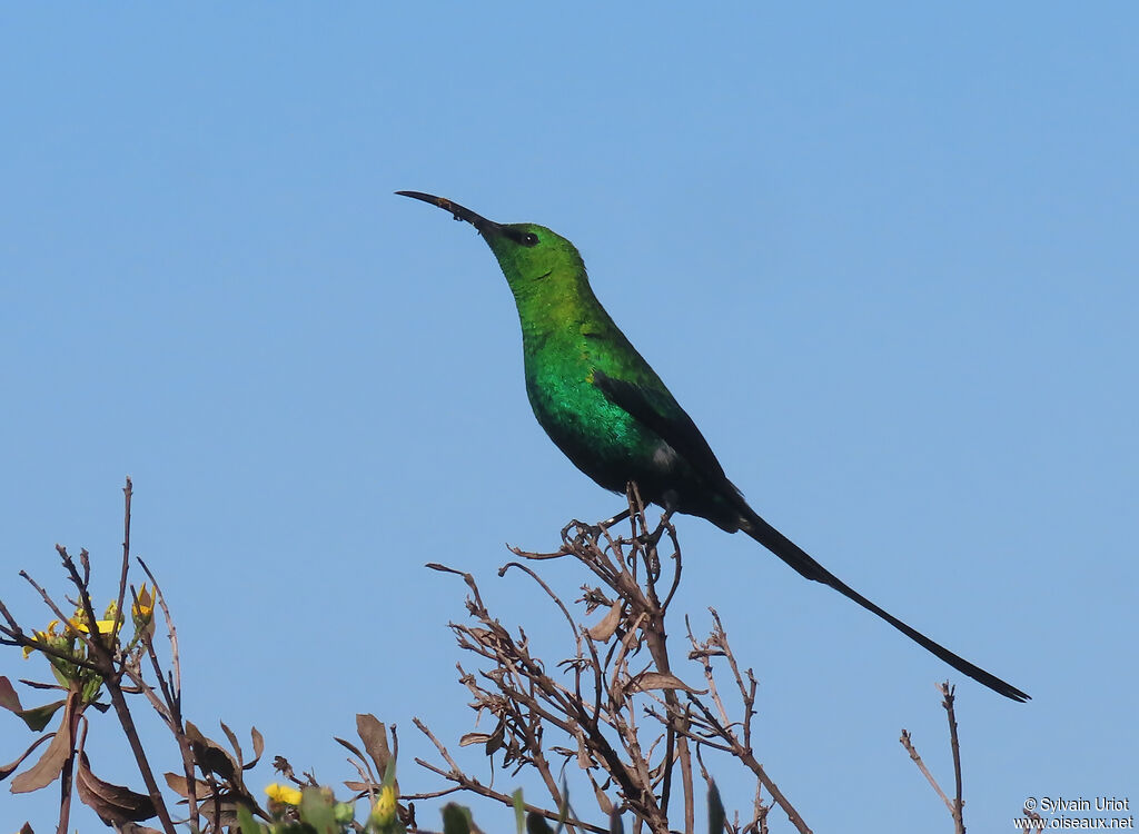 Souimanga malachite mâle adulte