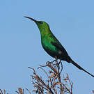 Souimanga malachite