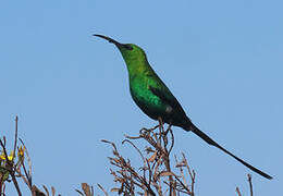 Malachite Sunbird