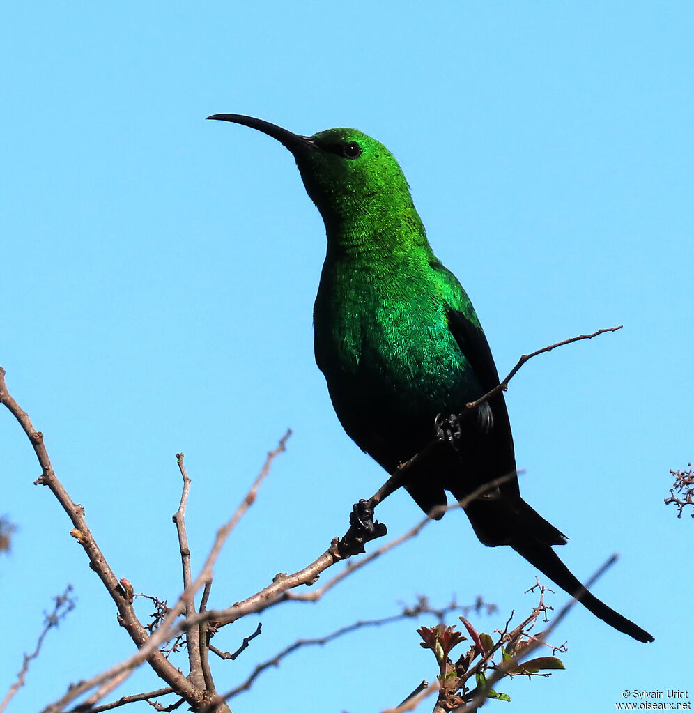 Malachite Sunbird male adult