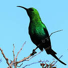 Souimanga malachite