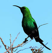 Malachite Sunbird