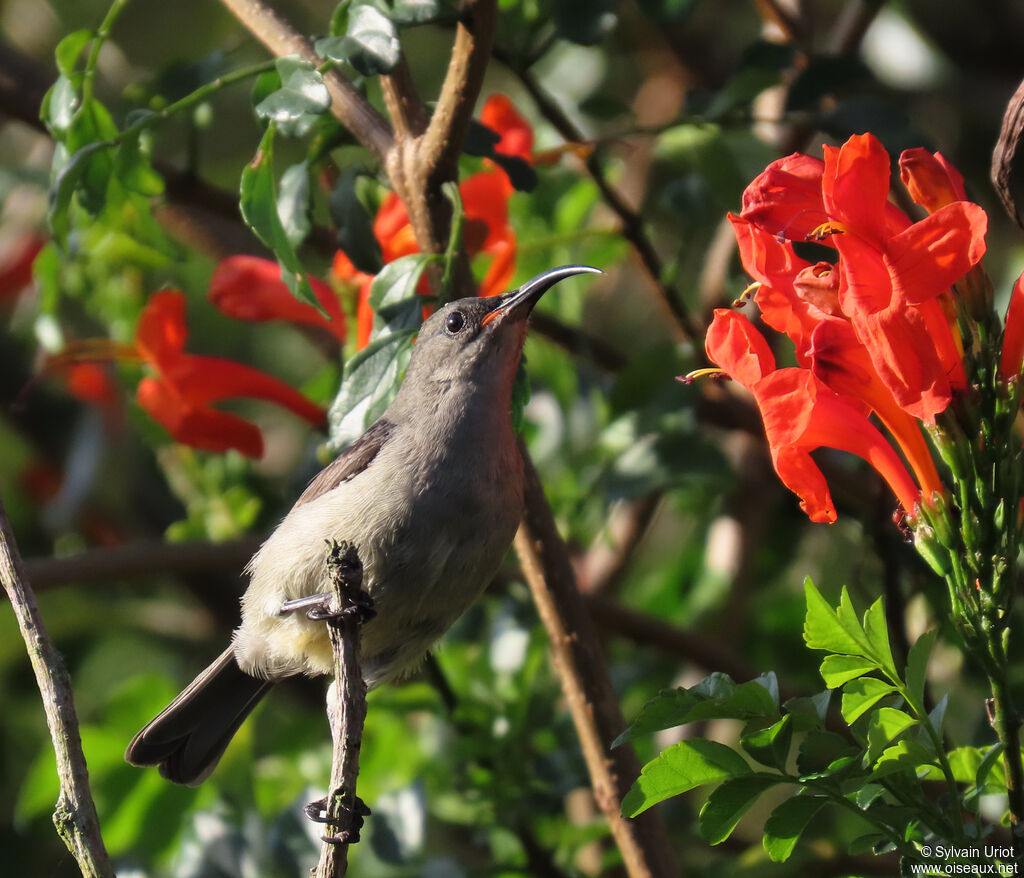 Grey Sunbird