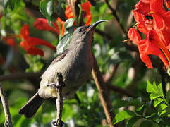 Grey Sunbird