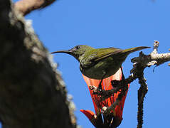 Olive Sunbird