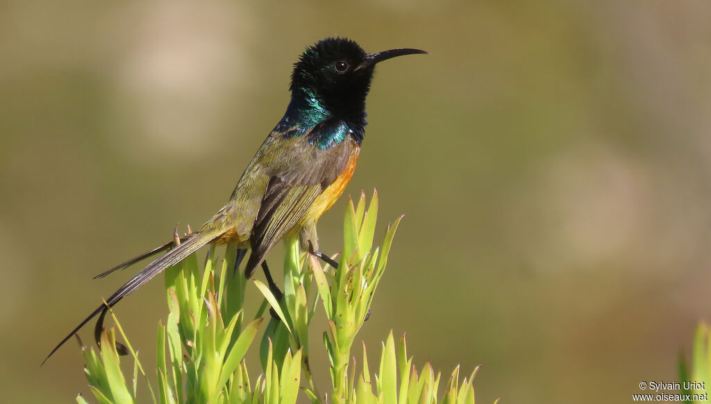 Orange-breasted Sunbird male adult