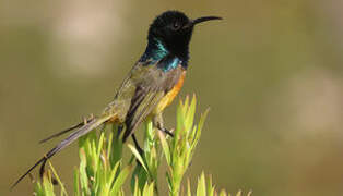 Orange-breasted Sunbird