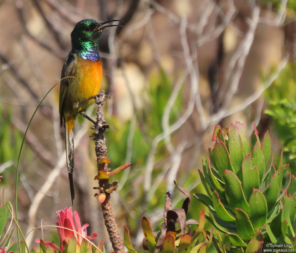 Orange-breasted Sunbird male adult