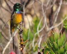 Orange-breasted Sunbird