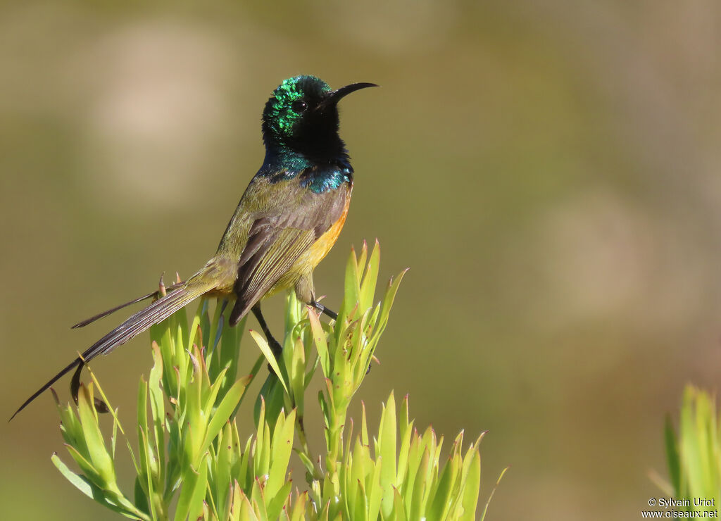 Orange-breasted Sunbird male adult