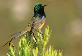 Orange-breasted Sunbird