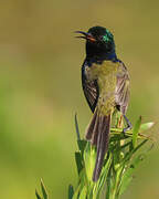 Orange-breasted Sunbird