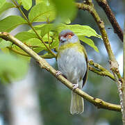 Rufous-browed Peppershrike