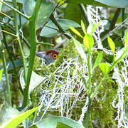 Rufous-browed Peppershrike