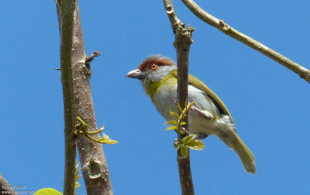 Rufous-browed Peppershrikeadult, pigmentation