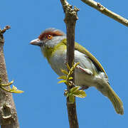 Rufous-browed Peppershrike