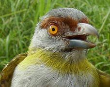 Rufous-browed Peppershrike