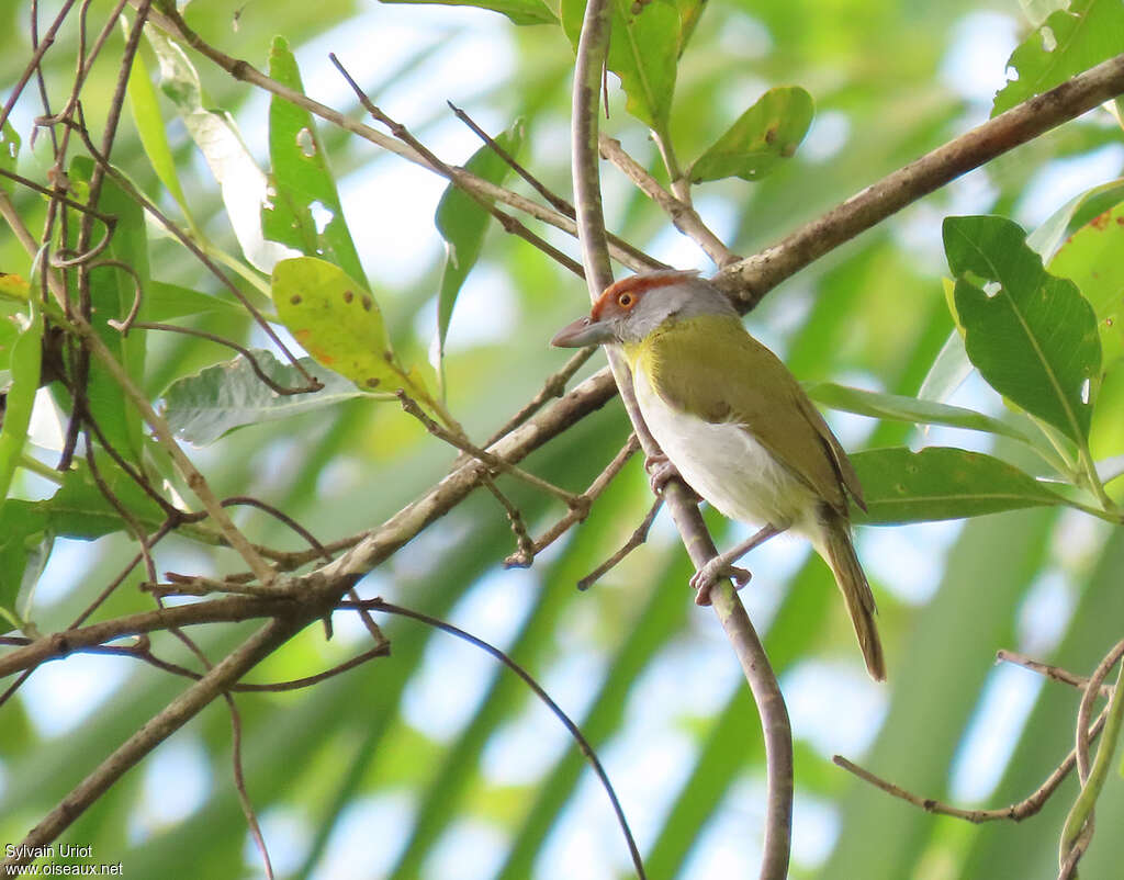 Rufous-browed Peppershrikeadult