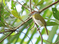 Rufous-browed Peppershrike