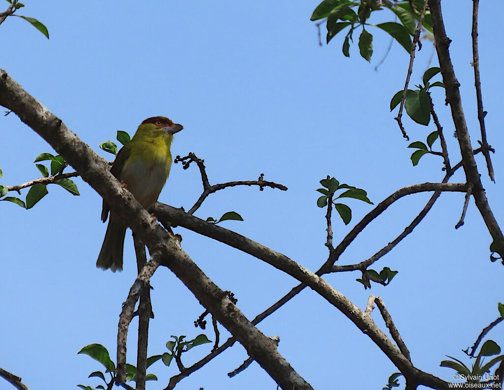 Rufous-browed Peppershrike