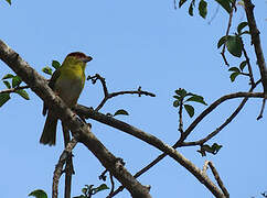 Rufous-browed Peppershrike