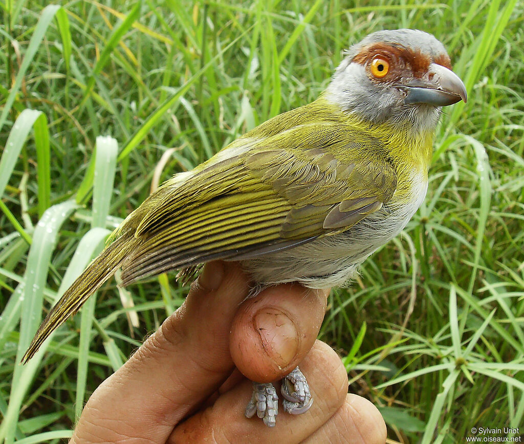 Sourciroux mélodieux