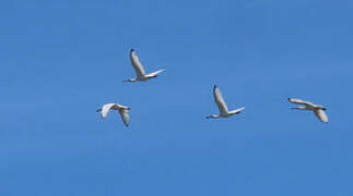 Eurasian Spoonbill