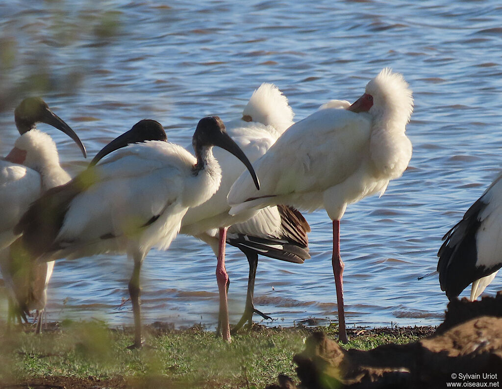 African Spoonbilladult