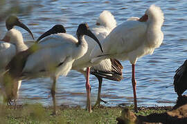 African Spoonbill