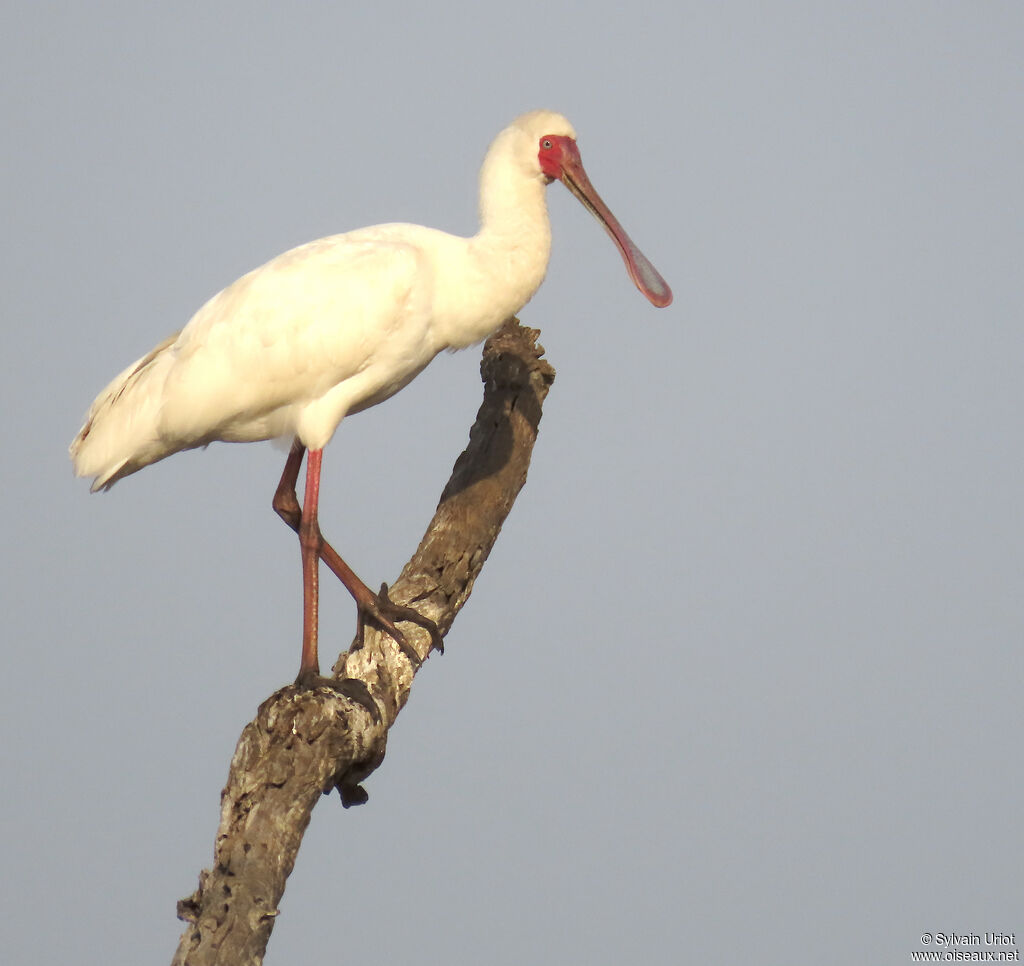 African Spoonbilladult