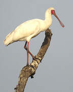 African Spoonbill