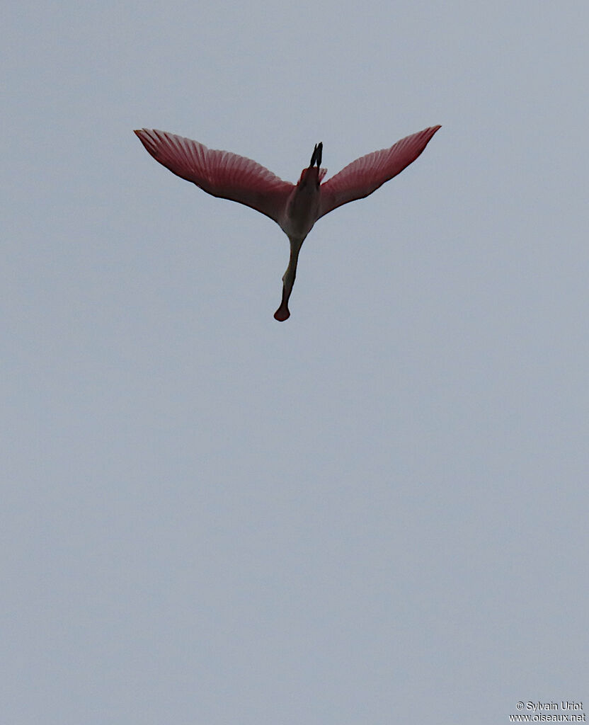 Roseate Spoonbilladult