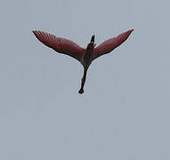 Roseate Spoonbill