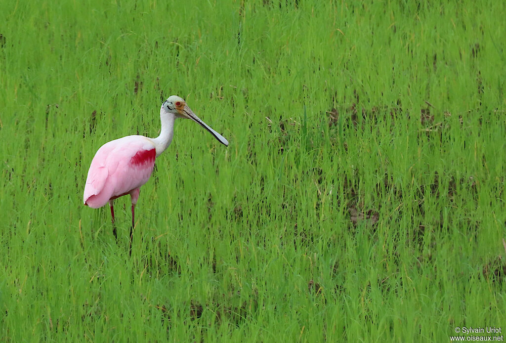 Roseate Spoonbilladult