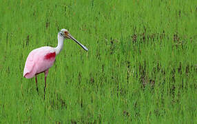 Roseate Spoonbill